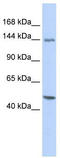 FLII Actin Remodeling Protein antibody, TA335028, Origene, Western Blot image 