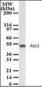RAC-gamma serine/threonine-protein kinase antibody, orb89970, Biorbyt, Western Blot image 