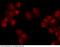 PBX Homeobox 1 antibody, 100580-T02, Sino Biological, Immunohistochemistry frozen image 