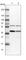 Pre-MRNA Processing Factor 18 antibody, HPA037599, Atlas Antibodies, Western Blot image 