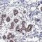 Peroxisomal Biogenesis Factor 13 antibody, NBP1-86321, Novus Biologicals, Immunohistochemistry frozen image 