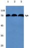 Spleen Associated Tyrosine Kinase antibody, AP06336PU-N, Origene, Western Blot image 