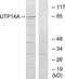 UTP14A Small Subunit Processome Component antibody, TA315110, Origene, Western Blot image 