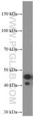 APOL1 antibody, 66124-1-Ig, Proteintech Group, Western Blot image 