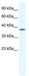 Cation Channel Sperm Associated 2 antibody, TA338750, Origene, Western Blot image 