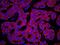 Lysyl-TRNA Synthetase antibody, IHC-00471, Bethyl Labs, Immunofluorescence image 