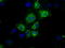 Nitrilase homolog 1 antibody, TA501034, Origene, Immunofluorescence image 