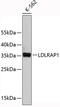 Low Density Lipoprotein Receptor Adaptor Protein 1 antibody, 19-427, ProSci, Western Blot image 