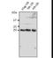 Ubiquitin B antibody, LS-C348307, Lifespan Biosciences, Western Blot image 