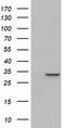 Phenazine Biosynthesis Like Protein Domain Containing antibody, TA501824, Origene, Western Blot image 