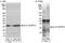 Ribosomal Protein L7a antibody, A300-749A, Bethyl Labs, Western Blot image 