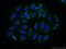 Regulator Of G Protein Signaling 7 antibody, 14056-1-AP, Proteintech Group, Immunofluorescence image 