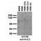 Potassium voltage-gated channel subfamily B member 2 antibody, 73-015, Antibodies Incorporated, Western Blot image 