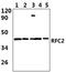 SH3GL2 antibody, A05430-1, Boster Biological Technology, Western Blot image 