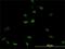 Proteasome Subunit Beta 8 antibody, H00005696-M01, Novus Biologicals, Immunofluorescence image 