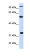 C->U-editing enzyme APOBEC-1 antibody, orb330124, Biorbyt, Western Blot image 