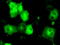 26S protease regulatory subunit 6A antibody, TA500932, Origene, Immunofluorescence image 