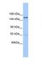Pleckstrin Homology, MyTH4 And FERM Domain Containing H2 antibody, NBP1-70677, Novus Biologicals, Western Blot image 