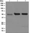 SEPP1 antibody, ab109514, Abcam, Western Blot image 