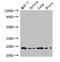 RAB25, Member RAS Oncogene Family antibody, LS-C396563, Lifespan Biosciences, Western Blot image 