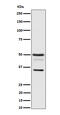 BCL2 Associated Athanogene 1 antibody, M02423-2, Boster Biological Technology, Western Blot image 