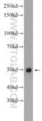 Growth/differentiation factor 8 antibody, 19142-1-AP, Proteintech Group, Western Blot image 