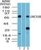 Unc-93B1 antibody, TA337051, Origene, Western Blot image 