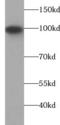 Autotaxin antibody, FNab00749, FineTest, Western Blot image 