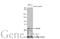 7-Dehydrocholesterol Reductase antibody, GTX130695, GeneTex, Western Blot image 