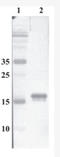 ARP antibody, AM33442PU-N, Origene, Western Blot image 