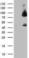 Coagulation Factor XIII A Chain antibody, CF800370, Origene, Western Blot image 