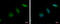 Kinesin-like protein KIF2C antibody, GTX103013, GeneTex, Immunofluorescence image 