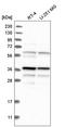 Biliverdin Reductase A antibody, HPA019709, Atlas Antibodies, Western Blot image 