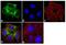APC Regulator Of WNT Signaling Pathway antibody, 710859, Invitrogen Antibodies, Immunofluorescence image 