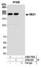 Methyl-CpG Binding Domain 4, DNA Glycosylase antibody, A700-037, Bethyl Labs, Immunoprecipitation image 