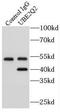 Ubiquitin Conjugating Enzyme E2 Q2 antibody, FNab09182, FineTest, Immunoprecipitation image 