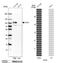 Synaptic vesicle glycoprotein 2A antibody, HPA007863, Atlas Antibodies, Western Blot image 