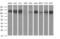 Rap Guanine Nucleotide Exchange Factor 1 antibody, MA5-26281, Invitrogen Antibodies, Western Blot image 