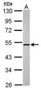 Meiosis 1 Associated Protein antibody, GTX120030, GeneTex, Western Blot image 