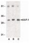XIAP Associated Factor 1 antibody, PA5-20038, Invitrogen Antibodies, Western Blot image 