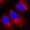 Endoplasmic Reticulum Aminopeptidase 1 antibody, AF2334, R&D Systems, Immunofluorescence image 