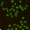 HET antibody, LS-C814118, Lifespan Biosciences, Immunocytochemistry image 