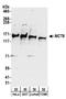 Monocarboxylate transporter 8 antibody, A304-351A, Bethyl Labs, Western Blot image 