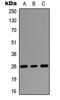 Ras Association Domain Family Member 3 antibody, LS-C358270, Lifespan Biosciences, Western Blot image 