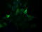 Phosphoinositide-3-Kinase Regulatory Subunit 5 antibody, LS-C174530, Lifespan Biosciences, Immunofluorescence image 