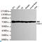 CREB Regulated Transcription Coactivator 1 antibody, LS-C813144, Lifespan Biosciences, Western Blot image 