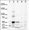 dsDNA antibody, orb389079, Biorbyt, Western Blot image 