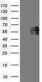 Forkhead box protein C2 antibody, TA807700, Origene, Western Blot image 
