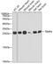 TIMP Metallopeptidase Inhibitor 4 antibody, GTX16463, GeneTex, Western Blot image 