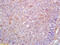 Dachsous Cadherin-Related 1 antibody, GTX51779, GeneTex, Immunohistochemistry paraffin image 